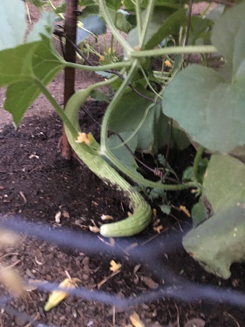 arm cuke 1.JPG